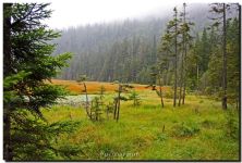 landschaft am groen arbersee.jpg